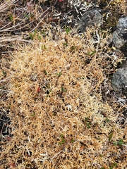 Sphaerophorus globosus