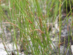 Sporadanthus interruptus