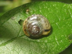 Hygromia cinctella