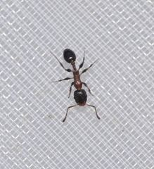 Temnothorax algiricus