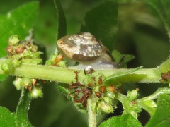 Hygromia cinctella