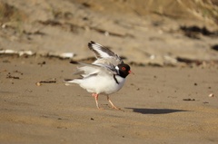 Thinornis cucullatus