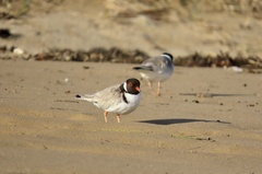 Thinornis cucullatus