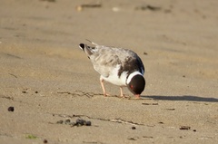 Thinornis cucullatus