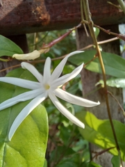 Jasminum adenophyllum