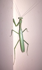 Pseudomantis albofimbriata