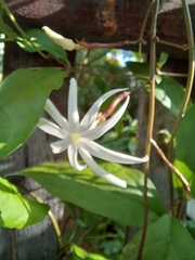 Jasminum adenophyllum