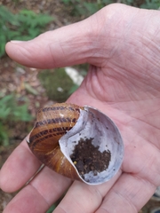 Hedleyella falconeri