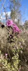 Kunzea capitata