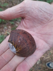 Hedleyella falconeri