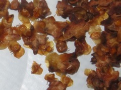 Semudobia tarda