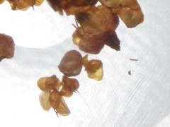 Semudobia tarda