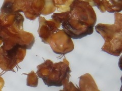 Semudobia tarda