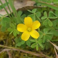 Oxalis perennans