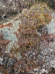 Andreaea