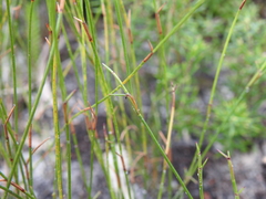 Sporadanthus interruptus