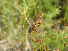 Sporadanthus interruptus