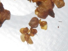 Semudobia tarda
