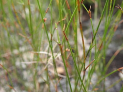 Sporadanthus interruptus