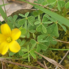 Oxalis perennans