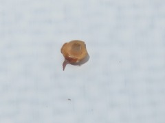 Semudobia tarda