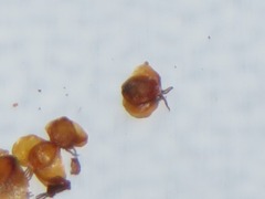 Semudobia tarda