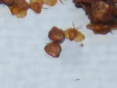 Semudobia tarda