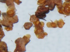 Semudobia tarda