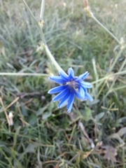 Cichorium