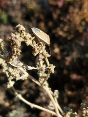 Nezarini
