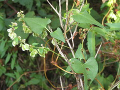 Fallopia dumetorum