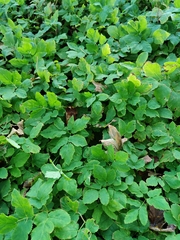 Aegopodium podagraria