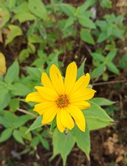 Heliopsis helianthoides