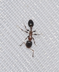 Temnothorax algiricus