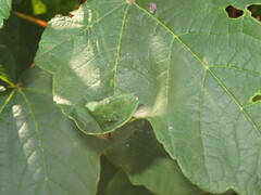 Dasineura irregularis