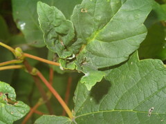 Dasineura irregularis