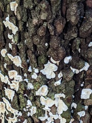 Crepidotus variabilis