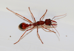 Myrmecia nigriscapa