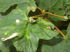 Dasineura irregularis