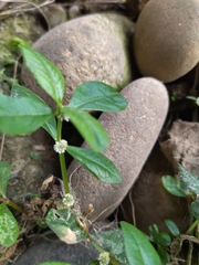 Alternanthera sessilis