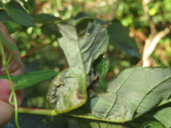 Dasineura irregularis