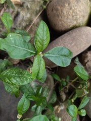 Alternanthera sessilis