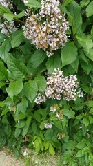 Syringa josikaea
