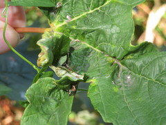 Dasineura irregularis