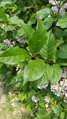 Syringa josikaea