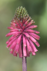 Veltheimia bracteata