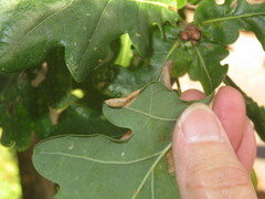 Phyllonorycter quercifoliella