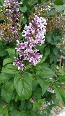 Syringa josikaea