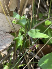 Xanthosia candida
