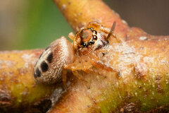 Opisthoncus sexmaculatus